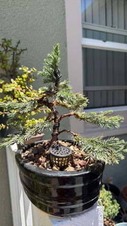 Blue juniper bonsai