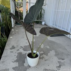 Elephant Ear In Ceramic Pot
