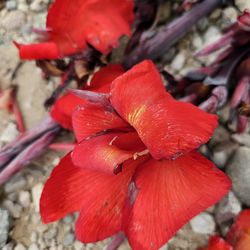Red Canna Lily