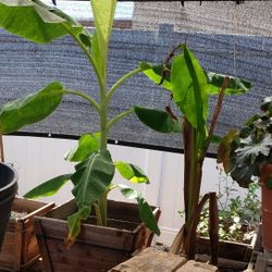 Pots Plants Garden