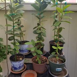 Guava tree's/Ruby Supreme 
