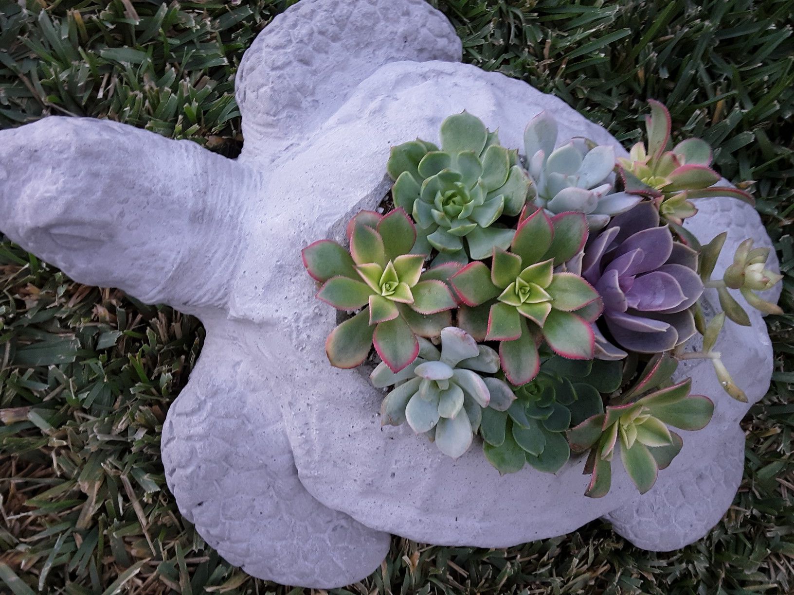 18" cement turtle planter with succulent plants