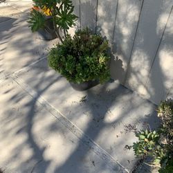 Outside Plants