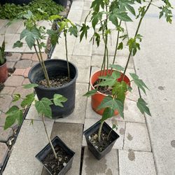 Papaya Fruit Tree Plant