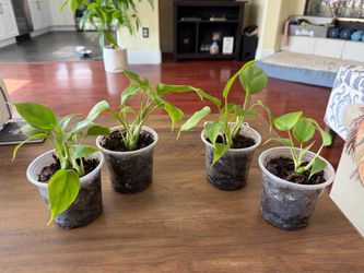 Rhaphidophora Tetrasperma Mini Monstera Plants