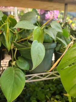 BEAUTIFUL PHILODENDRON PLANTS 🪴 $10.