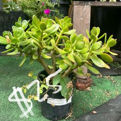 Jade Plant 