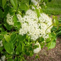 Native Nannyberry Bush
