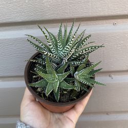 4” Hawhorthia Succulent