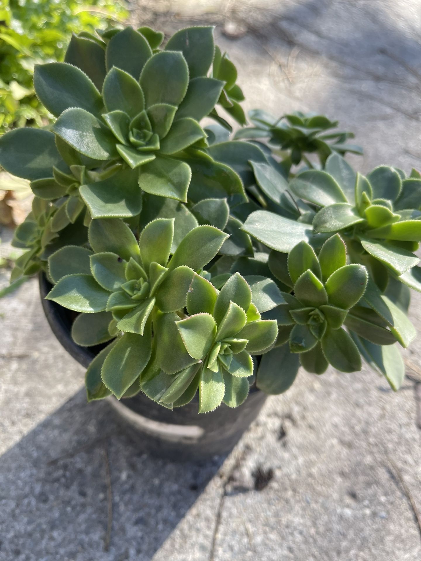 Plant Succulent