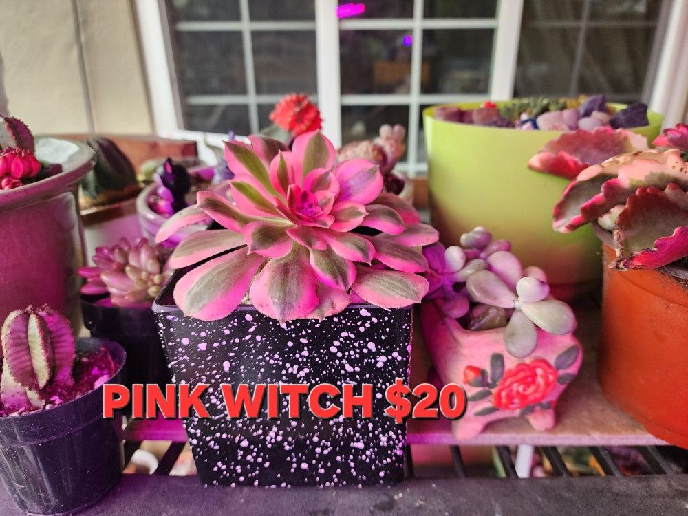 PLANT SALE ON SUNDAY IN SAN LORENZO 1PM TO 430 PM STARTING AT  $4 .00 
