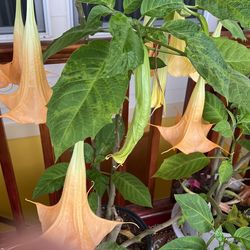 Angels Trumpet 