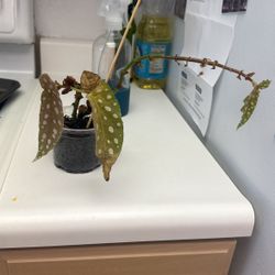 Polka Dot Begonia 