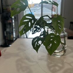 Monstera Adansoni/ Swiss Cheese Plant