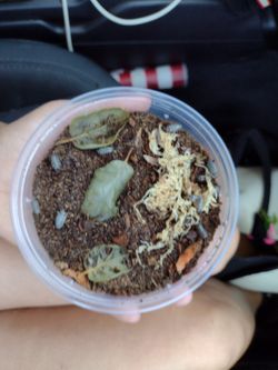 Isopods Ready