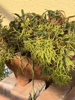 RHIPSALIS BACCIFERA PLANTS IN A BIG TERRACOTTA