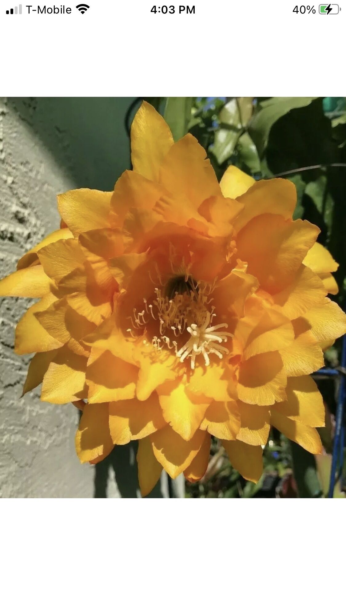 Yellow Tang Epiphyllum
