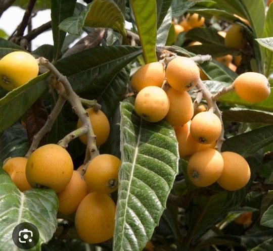 loquat plant