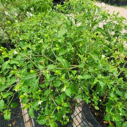 Arbolitos De Chiles Del Monte 3gallones Bushes 