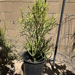 Firestick plant 31”