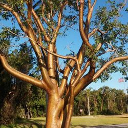 LIVE PLANT 3ft Gumbo Limbo Bursera simaruba Copperwood Chaca West Indian birch