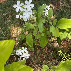 White Plumbago, Plants