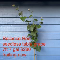 reliance red seedless table grape plant