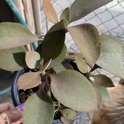 Succulent Chocolate 4” Pot