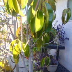 Rubber Plant W/Pot