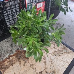 Tree aeonium Succulent plant