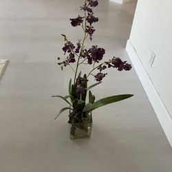 Z Gallery Flowers 