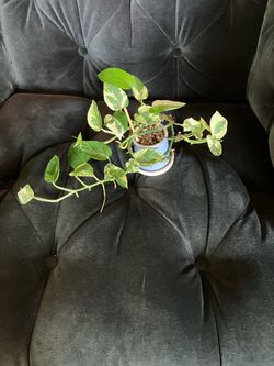 Golden Pothos Live Plant in Small Blue La Fermière Jar pot
