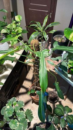 Philodendron Berdardopazii