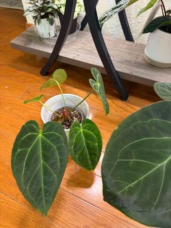 Anthuriums