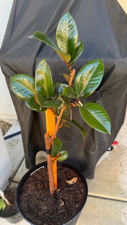 Potted Rubber Tree Plant (Ficus Elastica) / Large Houseplant
