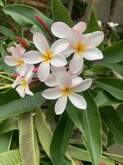 Large 5ft  Pink Petal Plumeria 