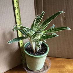 air plants for sale 5 Assorted Small and Medium Air Plants