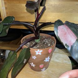 Pink Princess Philodendron 