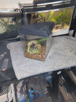 1 gallon fish tank