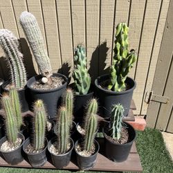 Cactus & Succulent Collection for Sale