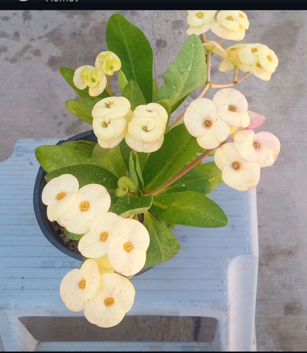 Planta Corona De Cristo