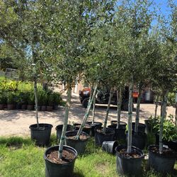 Live Oak Tree 15gallon 10ft Tall 