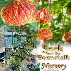 Chinese Lanter Trees In 7gal