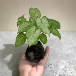Mini Kokedama