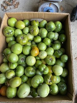 Home grown fresh green tomatoes