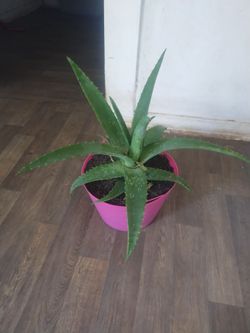 Aloe vera plant