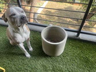 Minimalist Cement Planters