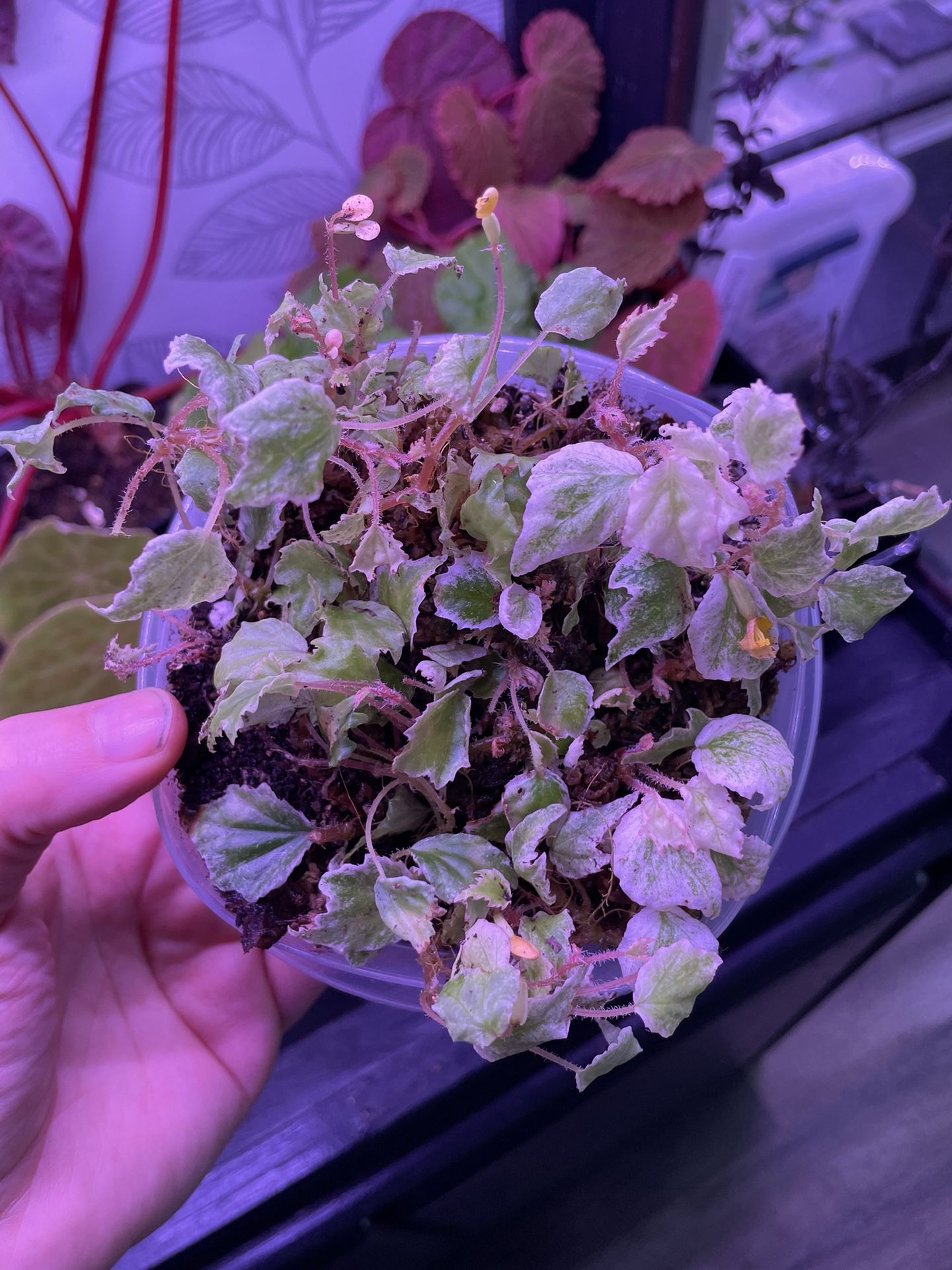 Begonia prismacarpa variegated