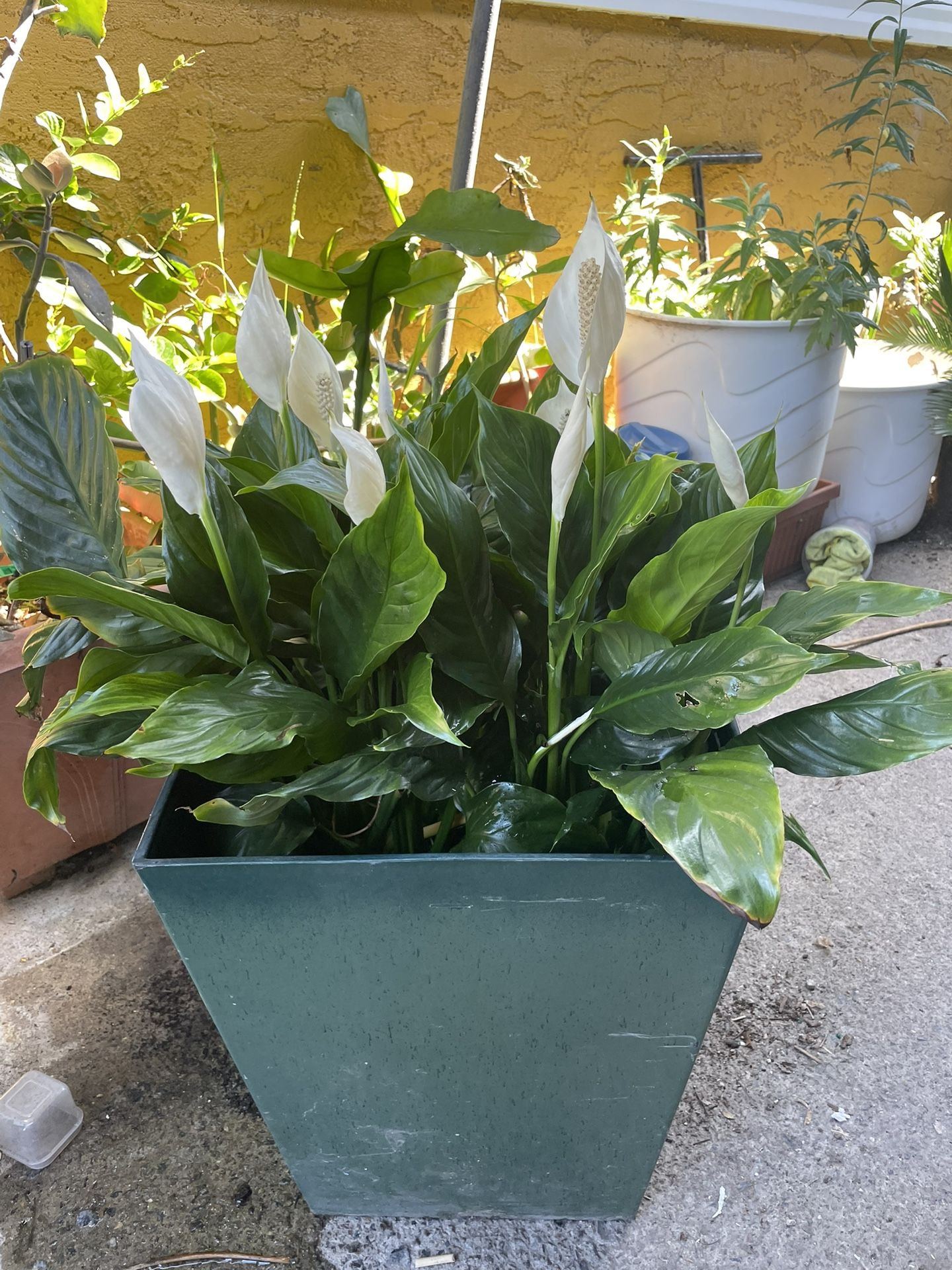 BEAUTIFUL LILLY BIG PLANT