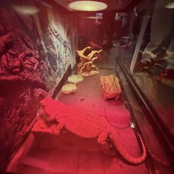 Bearded Dragon Full Size Tank And Heat Lamps Included 